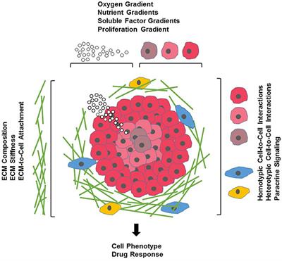 Three-Dimensional in Vitro Cell Culture Models in Drug Discovery and Drug Repositioning